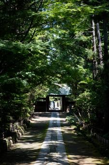 ［神奈川県鎌倉市］寿福寺 鎌倉,寿福寺,参道の写真素材