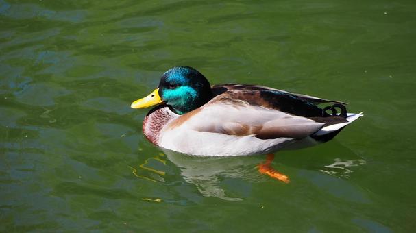 Mallard Waterfowl Pond Chikozan Park Children's Zoo Sayama City Saitama Prefecture Mallard Waterfowl Pond Chikozan Park Children's Zoo Sayama City Saitama Prefecture