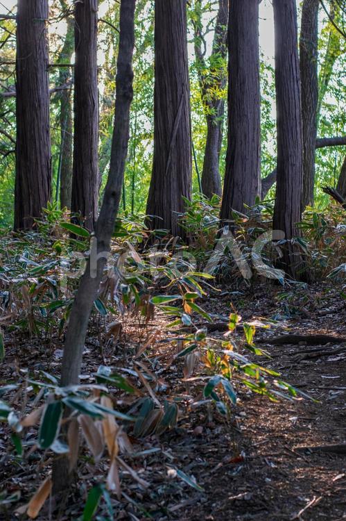 木漏れ日さす森の中 森,山,木の写真素材
