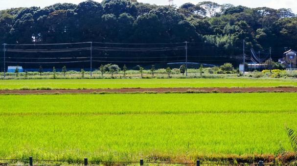 秋の手賀沼・湖畔の田園風景(千葉県柏市) 秋の手賀沼・湖畔の田園風景(千葉県柏市) 秋,手賀沼,湖畔の写真素材