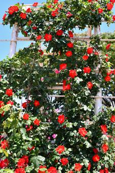 薔薇 つるサラバンド 薔薇 つるサラバンド 薔薇,つるサラバンド,赤の写真素材