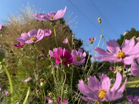 コスモスと青空 コスモス,ピンク色,ススキの写真素材