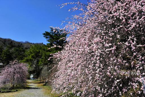 桜と空 桜と空の写真