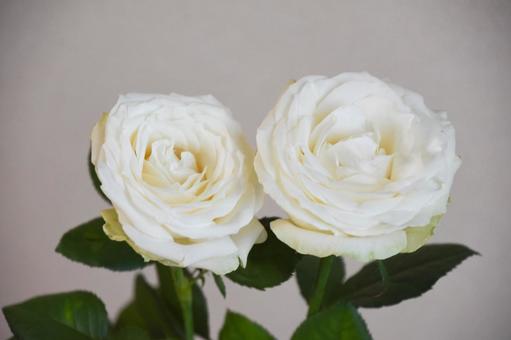 白いバラ 白いバラの写真