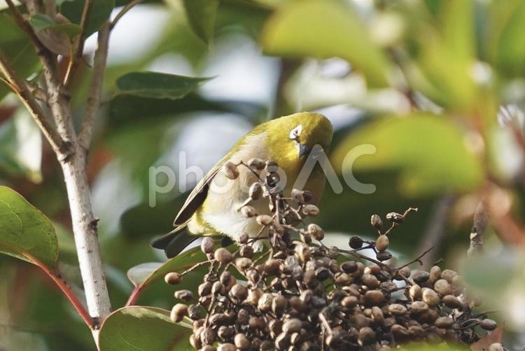実を食べるメジロの横顔 メジロ,野鳥,小鳥の写真素材