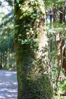 陽光注ぐ苔むした幹 木,木の幹,幹の写真素材