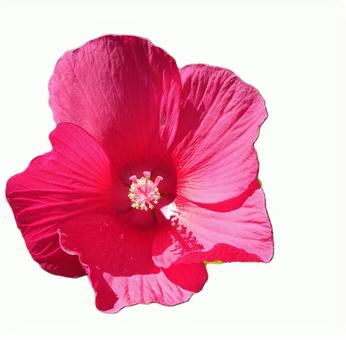 ハイビスカスの花 ハイビスカスの花の写真