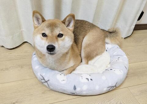 犬の布団で丸くなっている柴犬 犬,柴犬,室内犬の写真素材