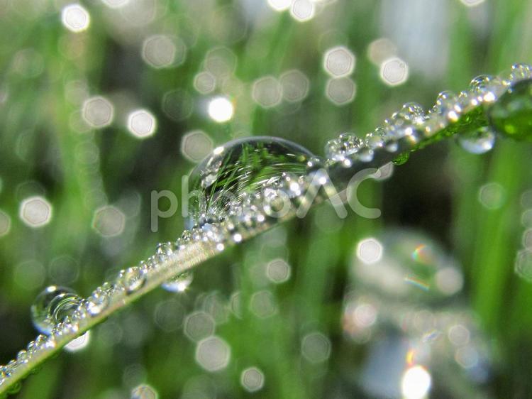 水滴と緑の葉と朝の光 水滴,すいてき,waterの写真素材
