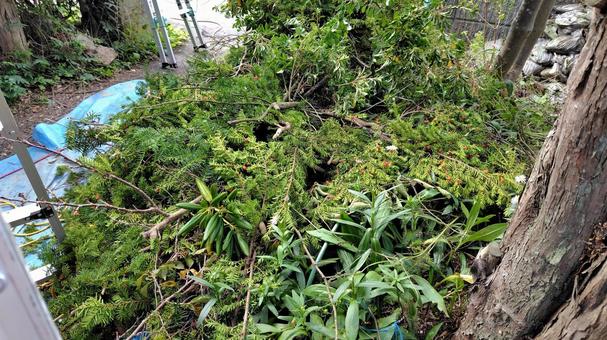 伐採した木 木,伐採,枝の写真素材