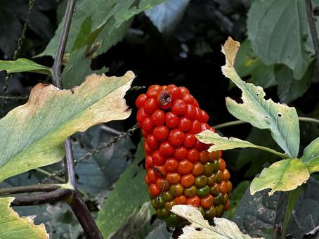 マムシクサ マムシグサ,テンナンショウ,毒草の写真素材