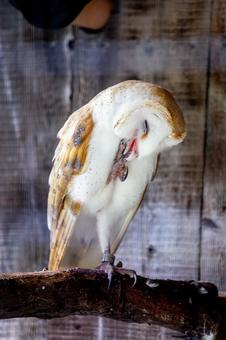 メンフクロウ 井の頭動物園 メンフクロウ 井の頭動物園 メンフクロウ,フクロウ,鳥の写真素材