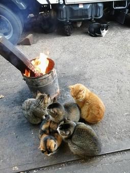 猫 猫ちゃん達,焚き火,寒いの写真素材
