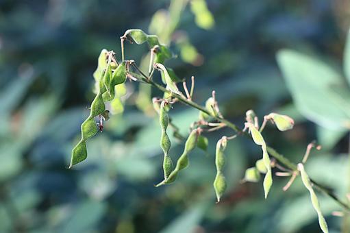 ひっつき虫（くっつき虫） 引っ付き虫,くっつき虫,植物の写真素材