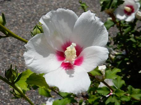 [Flower photo] White Rose of Sharon, JPG