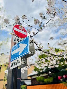 道路標識と桜 道路標識,規制標識,補助標識の写真素材