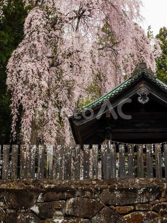 仙台東照宮の桜⑹ 花,サクラ,桜の写真素材