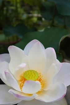 Lotus flower, JPG