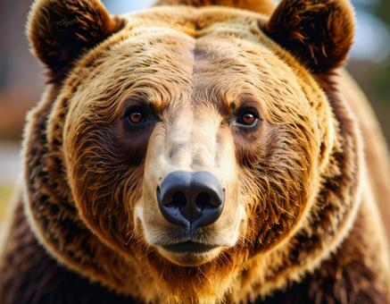 クマ クマの写真