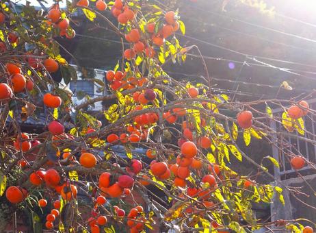 朝の光を浴びる秋の柿の木 柿,朝,日差しの写真素材