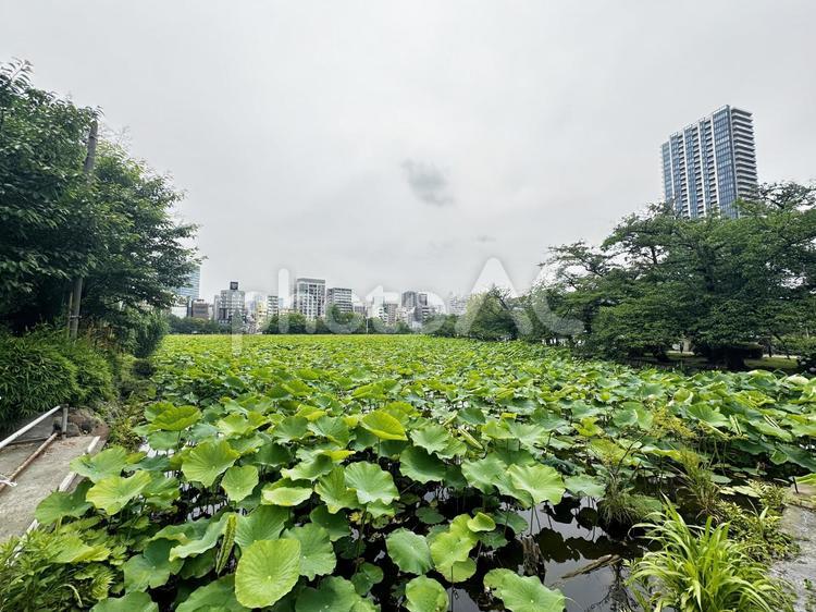 上野恩賜公園　不忍池　蓮 天然の池,蓮池,上野公園の写真素材