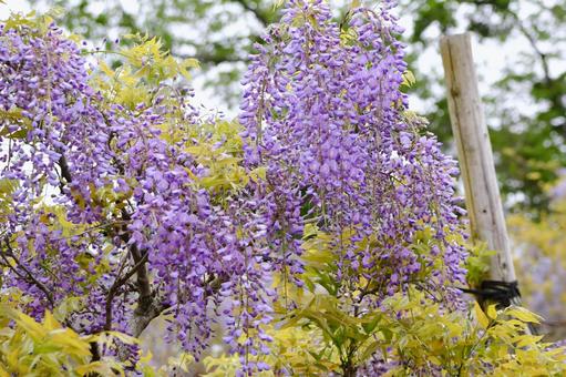 藤の花 藤の花,藤,春の写真素材