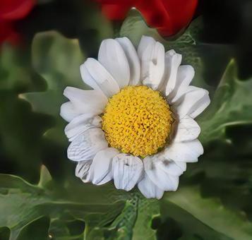 ミニマムグリッド ノースポール,花,自然の写真素材