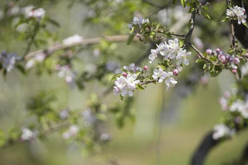 咲き始めた果樹園のリンゴの花 咲き始めた果樹園のリンゴの花の写真