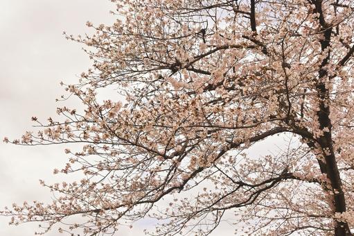 Somei-Yoshino cherry blossoms swaying in the sky, JPG
