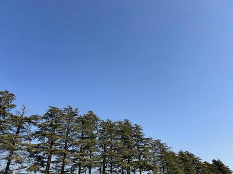木立 木立の写真