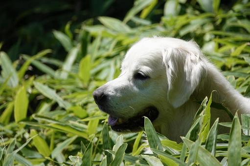 The Retrievers 犬,大型犬,レトリーバーの写真素材