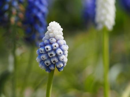 春の花 ムスカリ⑧ 春の花 ムスカリ⑧の写真