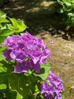 濃いピンク色が美しい紫陽花 濃いピンク色が美しい紫陽花の写真