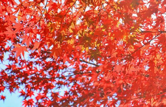 鮮やかなもみじの燃えるような赤い紅葉 鮮やかなもみじの燃えるような赤い紅葉の写真