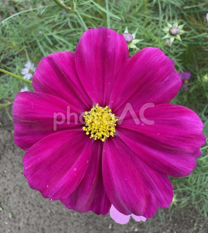 コスモス(紫) 花,植物,コスモスの写真素材