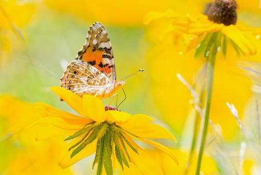 Painted Lady butterfly drinking nectar, JPG