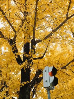 信号と銀杏 銀杏,イチョウ,落ち葉の写真素材