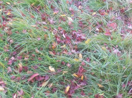 落ち葉 落ち葉,枯れ葉,葉の写真素材