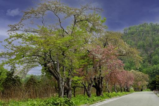 北海道の桜並木 北海道の桜並木の写真