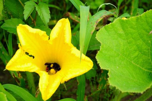 花に潜る蜂 花に潜る蜂 花,潜る,蜂の写真素材