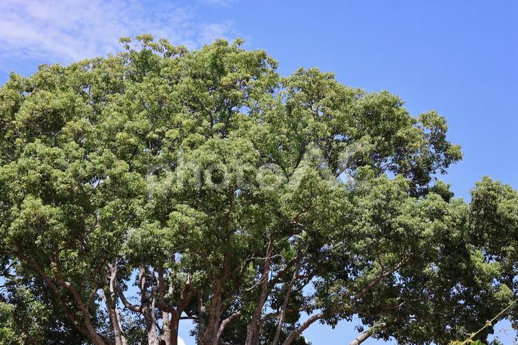 緑の葉の大樹と青空 緑,葉,大樹の写真素材