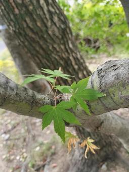 もみじの葉っぱ もみじの葉っぱ もみじ,紅葉,もみじの葉の写真素材