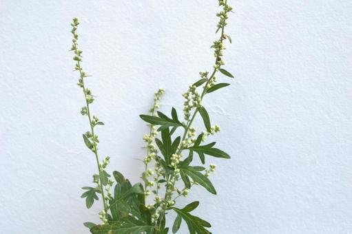 秋に咲く蓬の花の蕾 秋に咲く蓬の花の蕾 ヨモギ,蕾,葉の写真素材