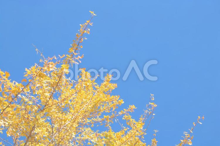 青とイチョウの木 イチョウ,銀杏,青空の写真素材