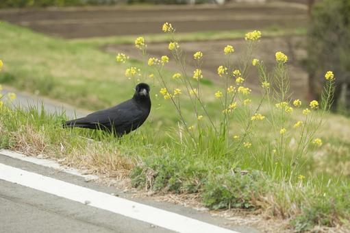カラスと菜の花 カラスと菜の花 カラス,烏,野鳥の写真素材