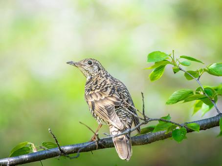 枝にとまるトラツグミ 枝にとまるトラツグミ トラツグミ,虎鶫,野鳥の写真素材