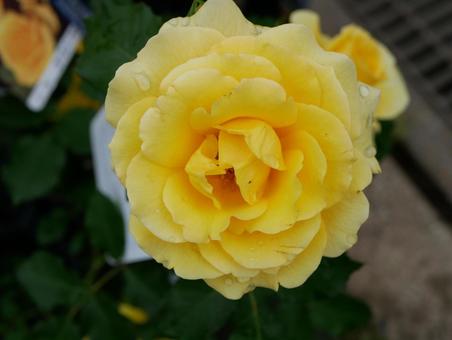 薔薇 薔薇の写真