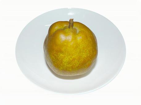 洋梨 洋梨,ようなし,梨の写真素材