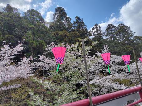 Photo, great view, spring, sakura, 
