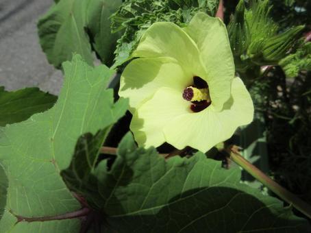 オクラの花 04 オクラの花 04の写真
